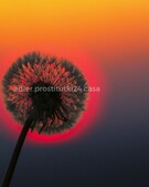 Анкета проститутки Мишель - метро Теплый Стан, возраст - 34